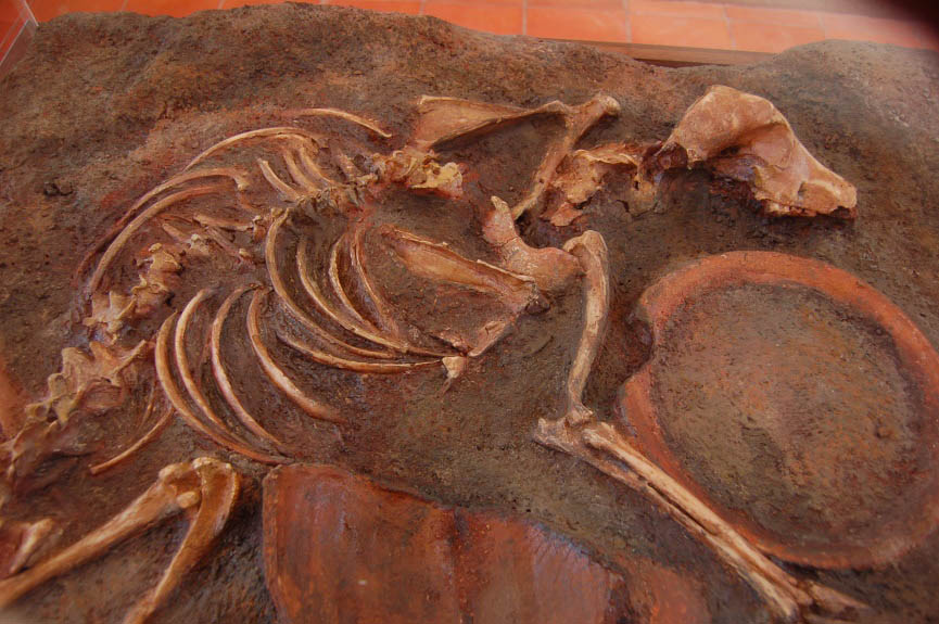 Ancient animal corpes found in Ban Non Wat